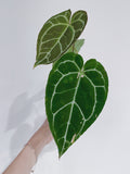 Anthurium Crystallinum