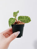 Lightning Jewel Orchid (Macodes petola)