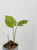 Monstera Thai Constellation