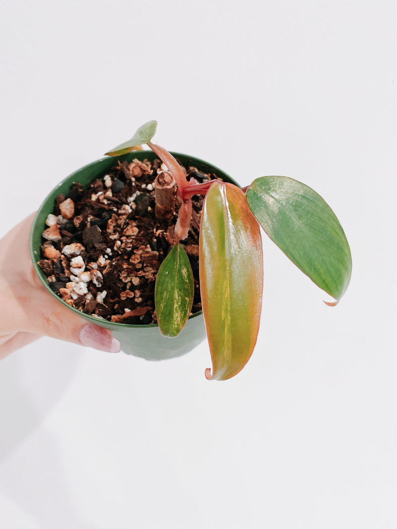 Philodendron Strawberry Shake