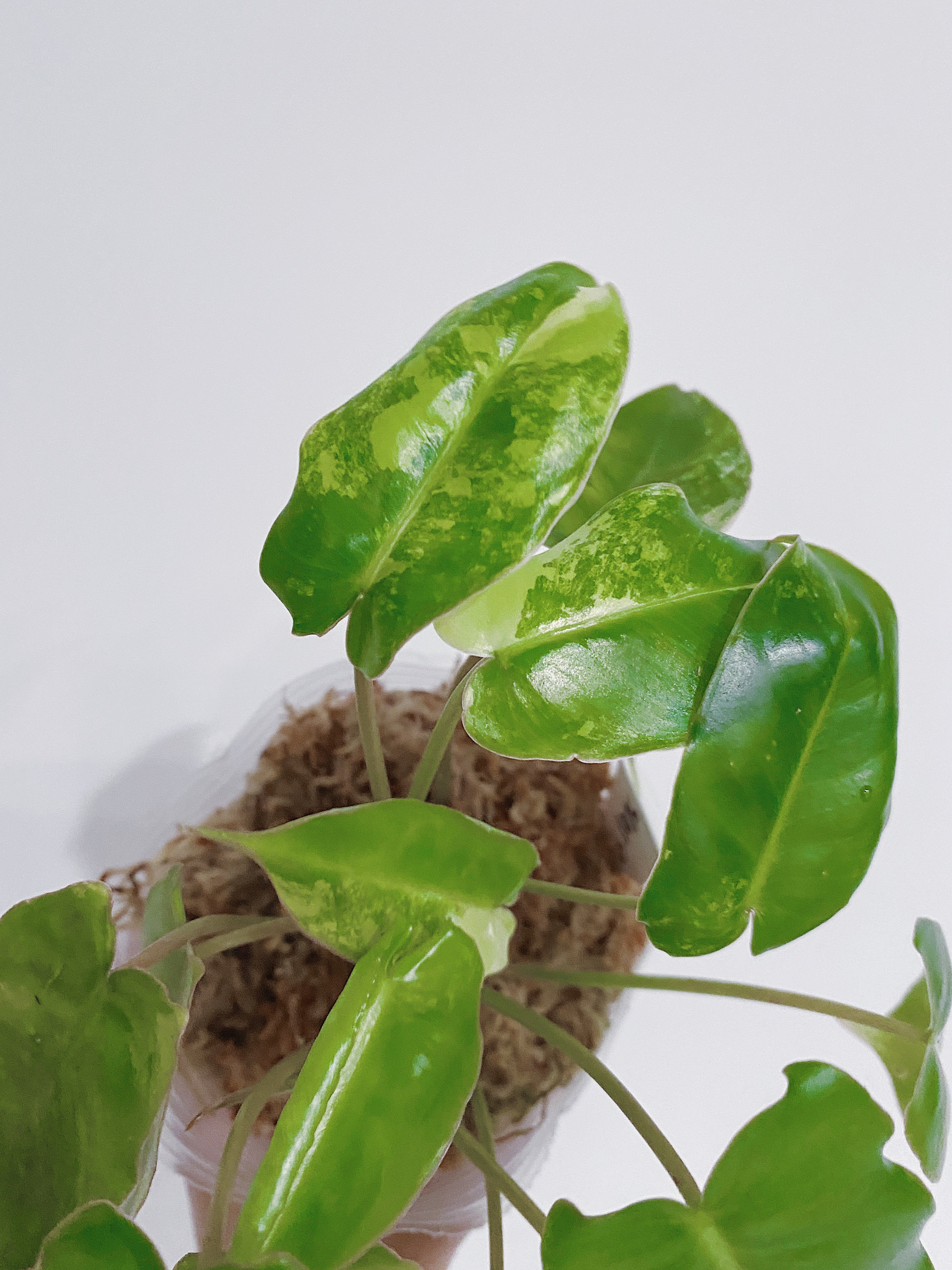 Philodendron Burle Marx Variegated