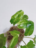Philodendron Burle Marx Variegated