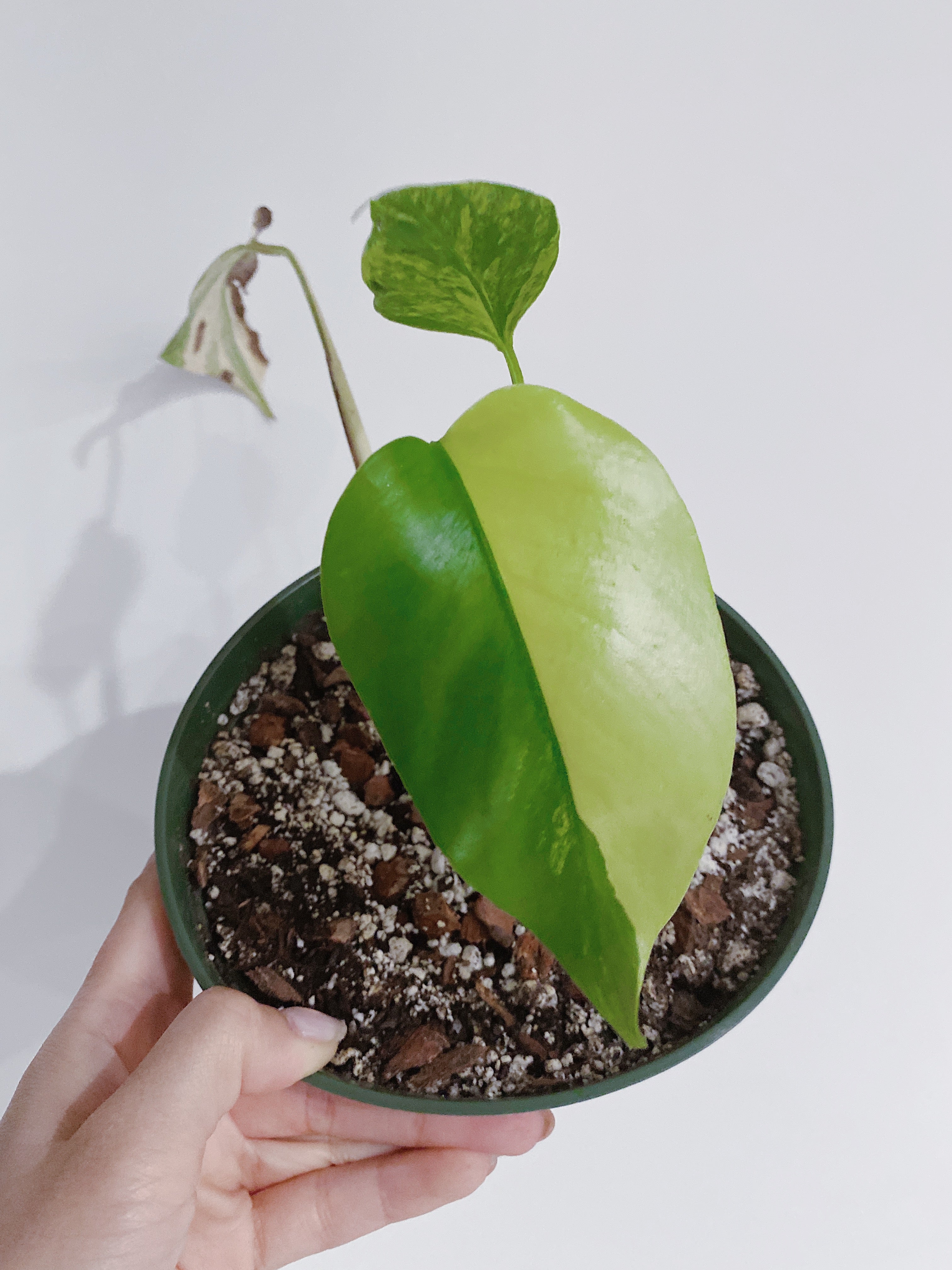 Monstera Aurea