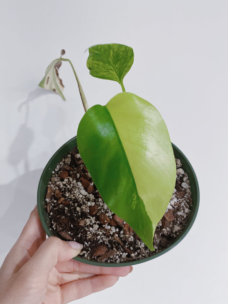 Monstera Aurea