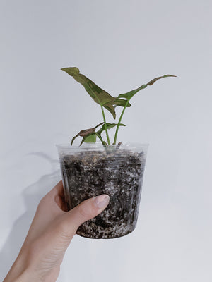 Syngonium Pink Splash