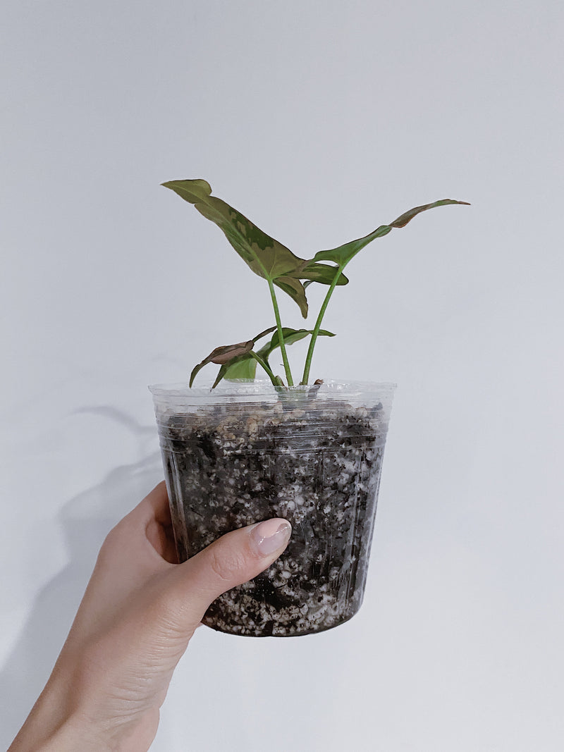 Syngonium Pink Splash