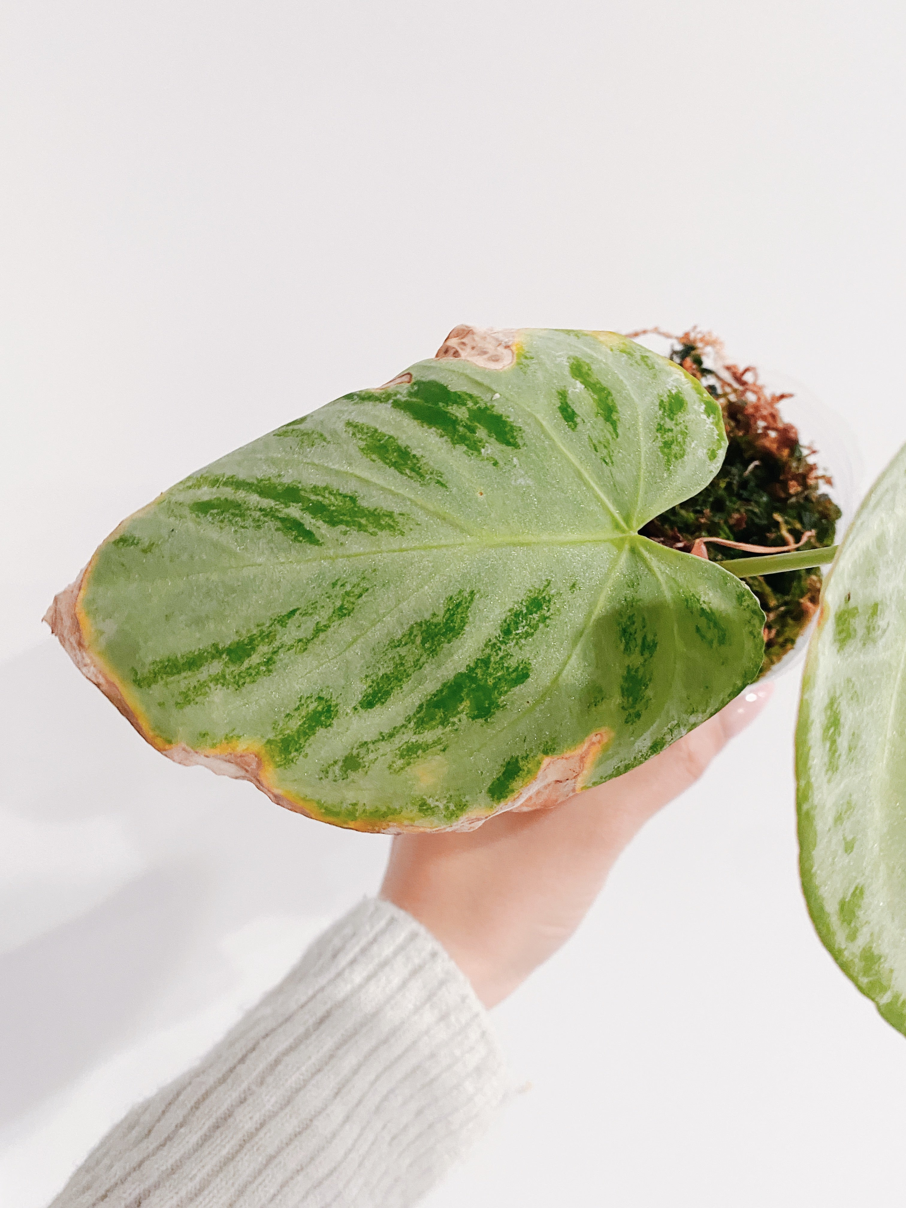 Anthurium Crystal Hope