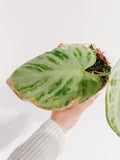 Anthurium Crystal Hope