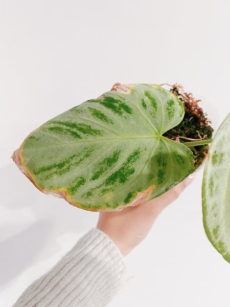 anthurium crystallinum hope Anthurium Crystal Hope – Rooted Hues