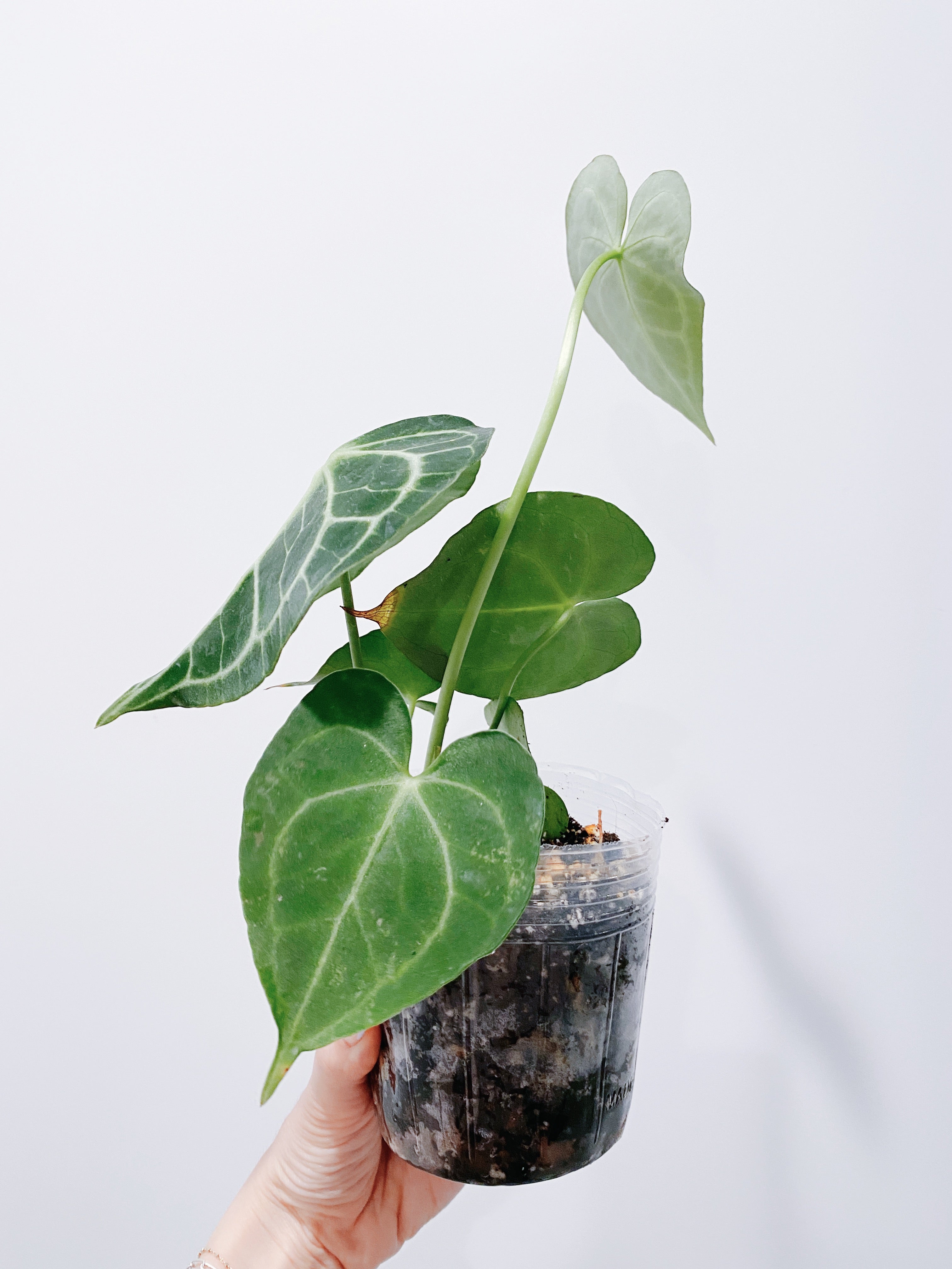 Anthurium Clarinervium