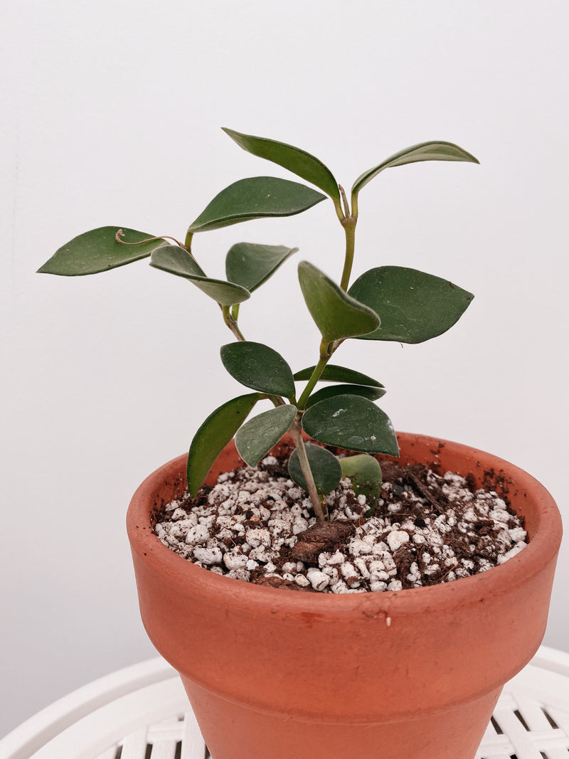 Hoya Nummularioides