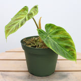 Philodendron Verrucosum