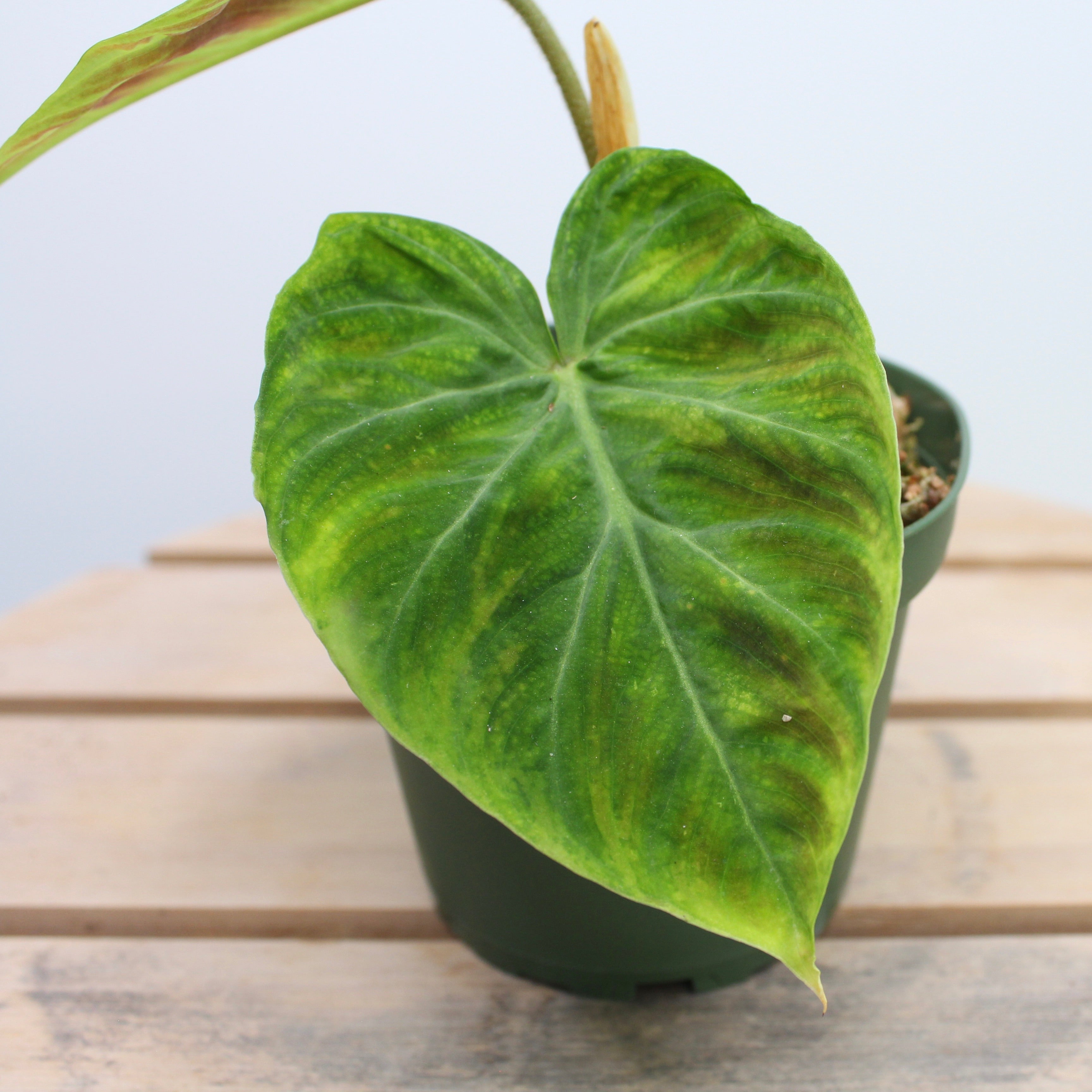 Philodendron Verrucosum