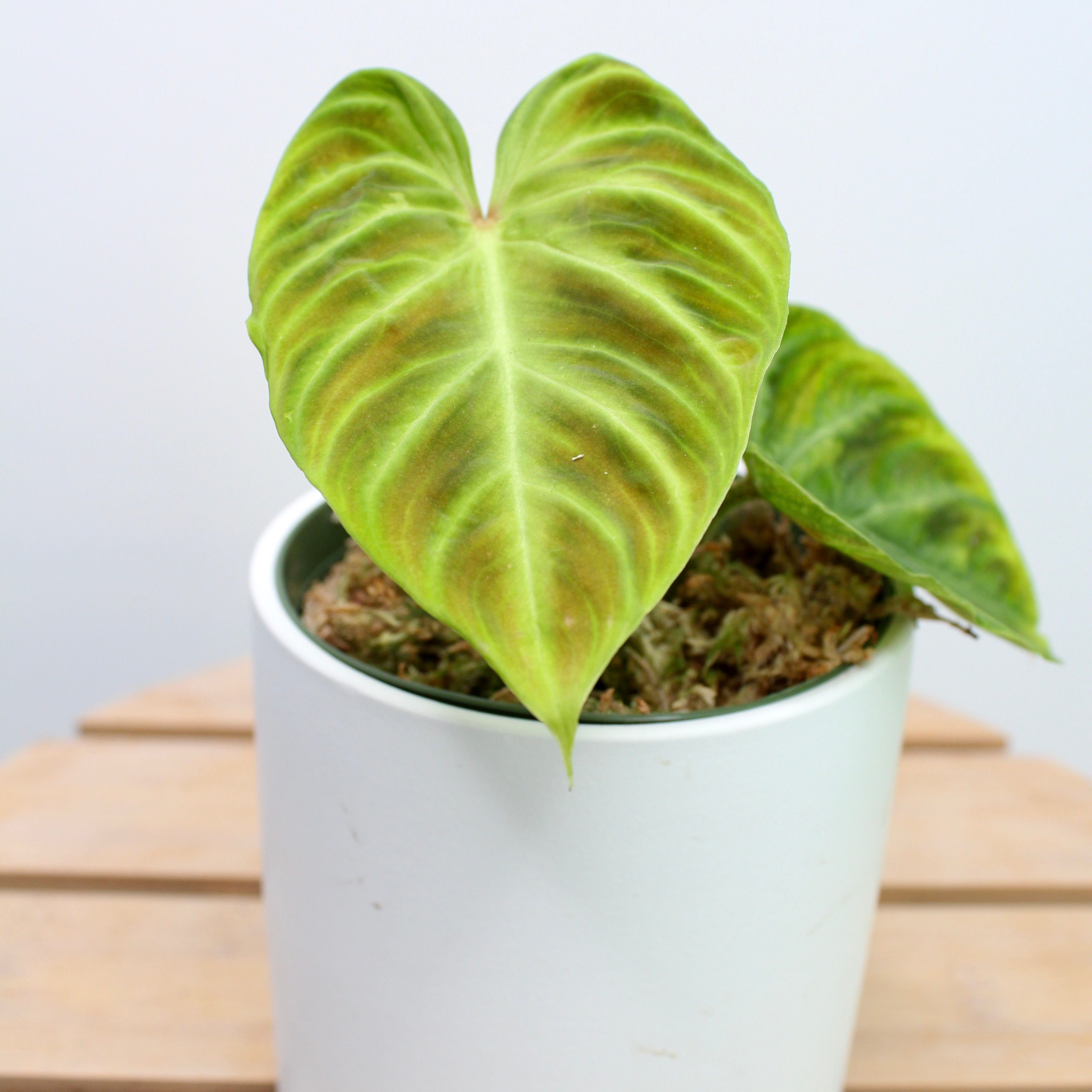 Philodendron Verrucosum