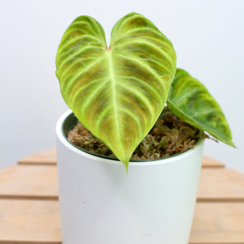 Philodendron Verrucosum