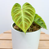 Philodendron Verrucosum
