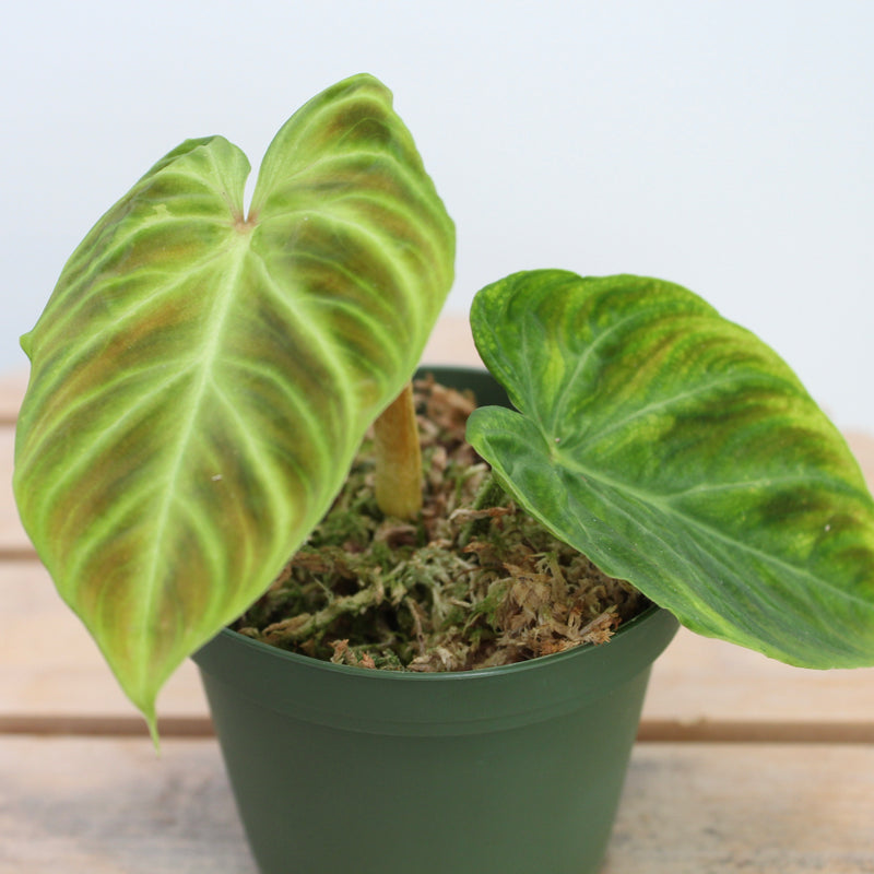 Philodendron Verrucosum
