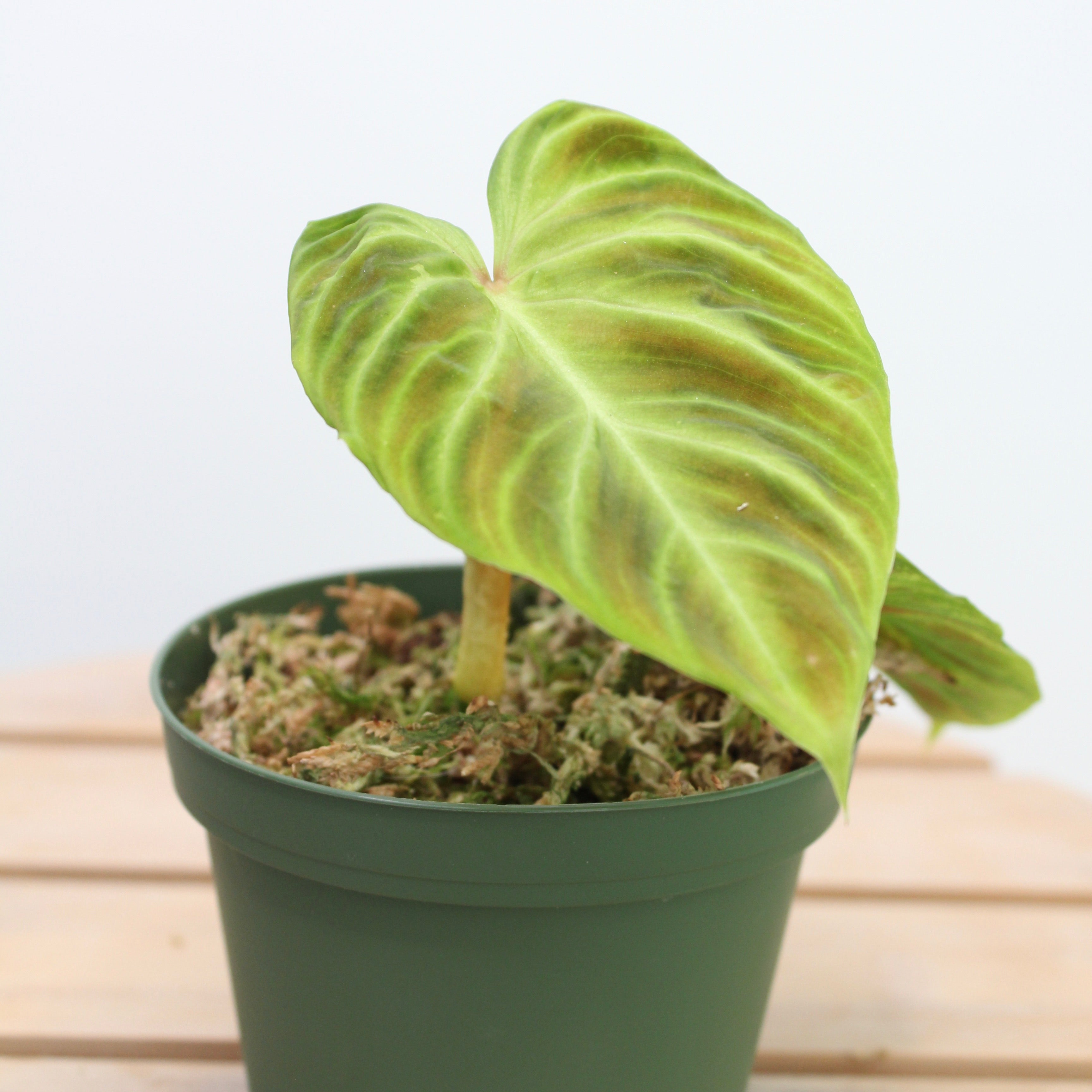 Philodendron Verrucosum