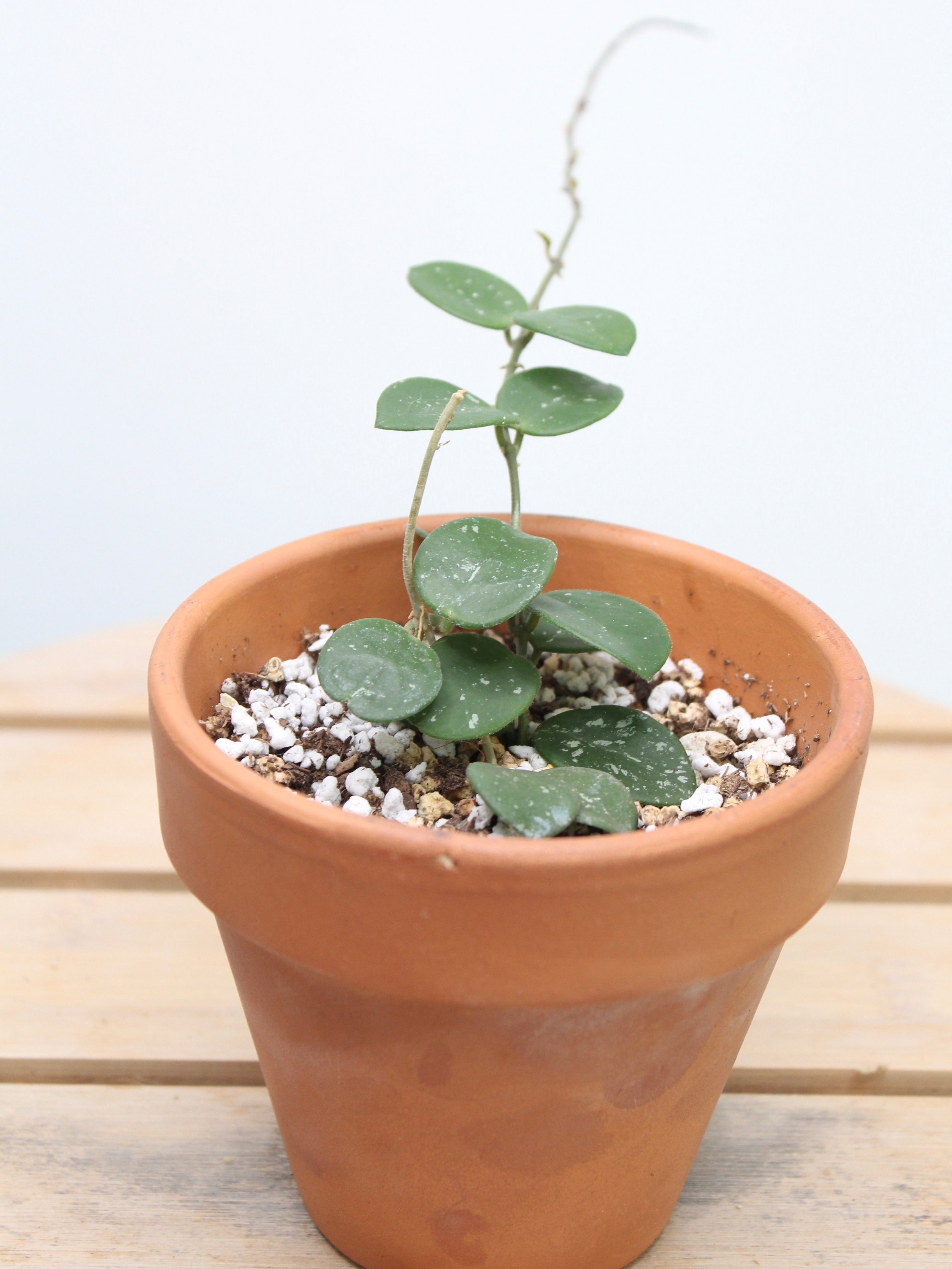 Hoya Mathilde