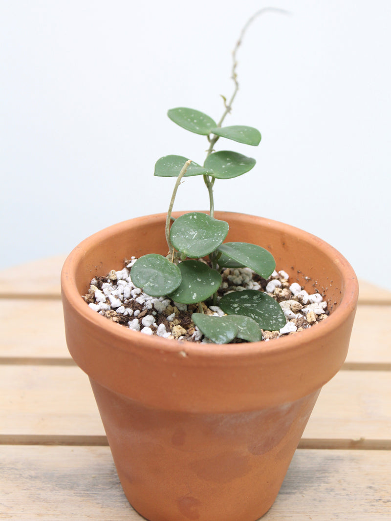 Hoya Mathilde