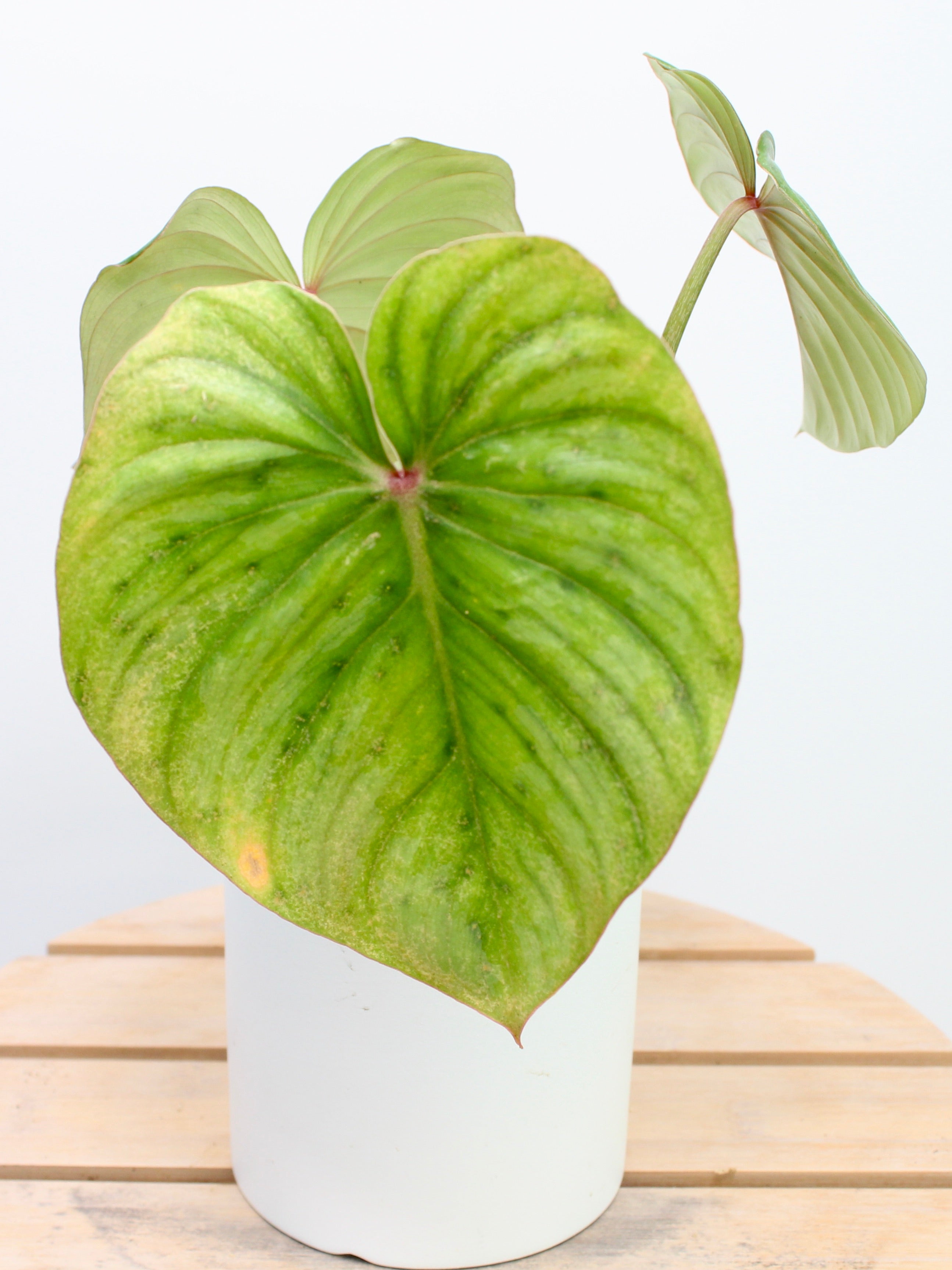 Philodendron Pastazanum Silver