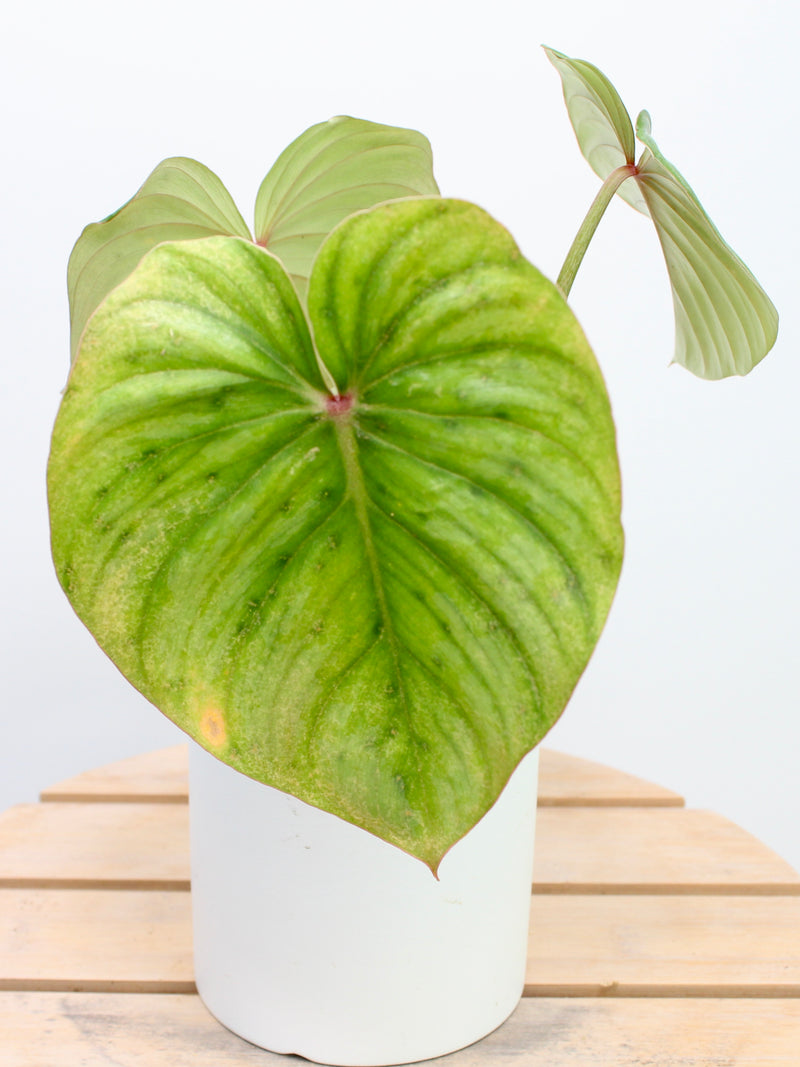 Philodendron Pastazanum Silver