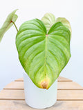 Philodendron Pastazanum Silver