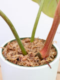Philodendron Pastazanum Silver