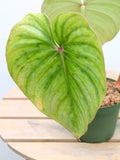 Philodendron Pastazanum Silver