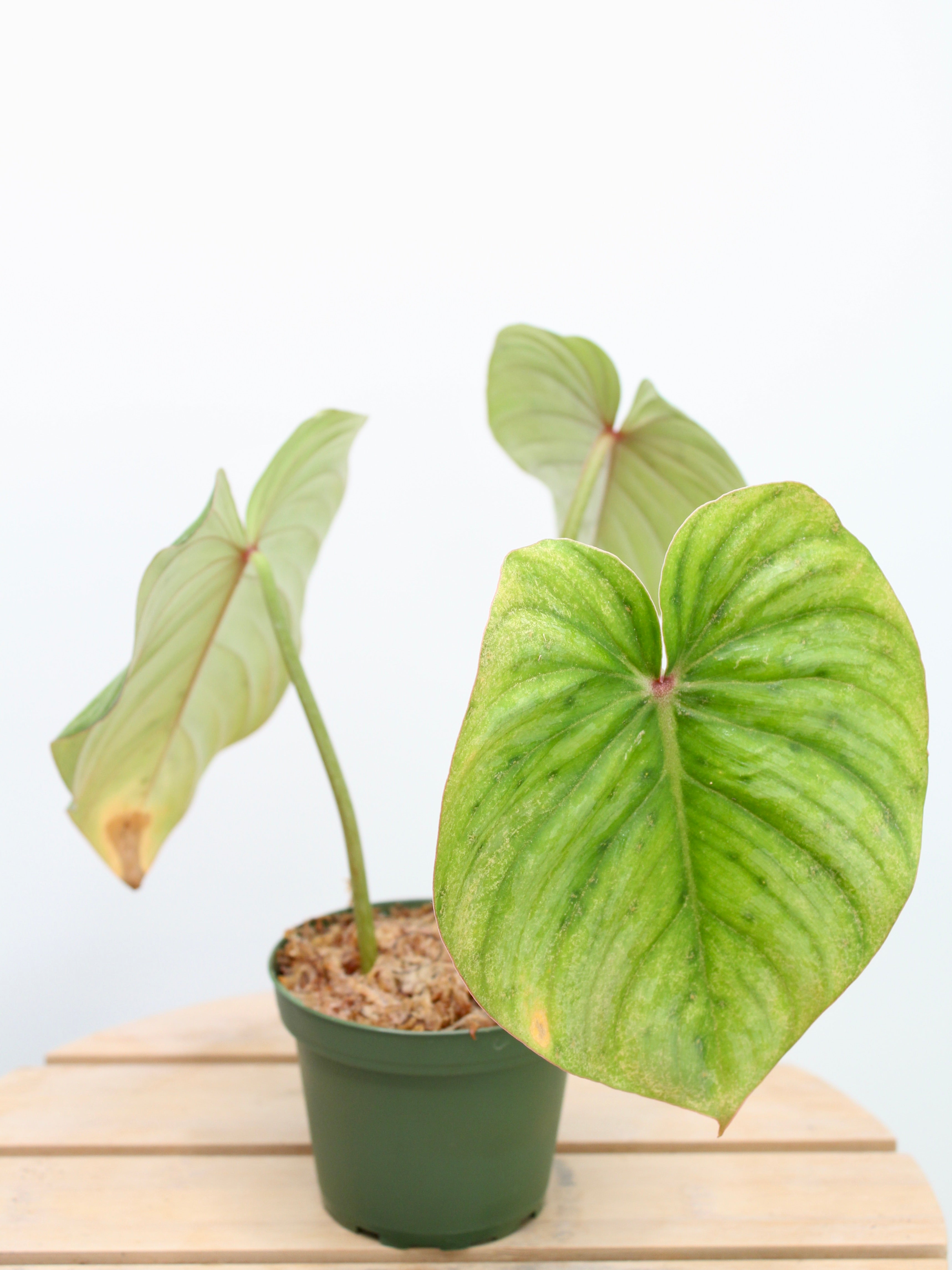 Philodendron Pastazanum Silver