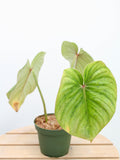 Philodendron Pastazanum Silver