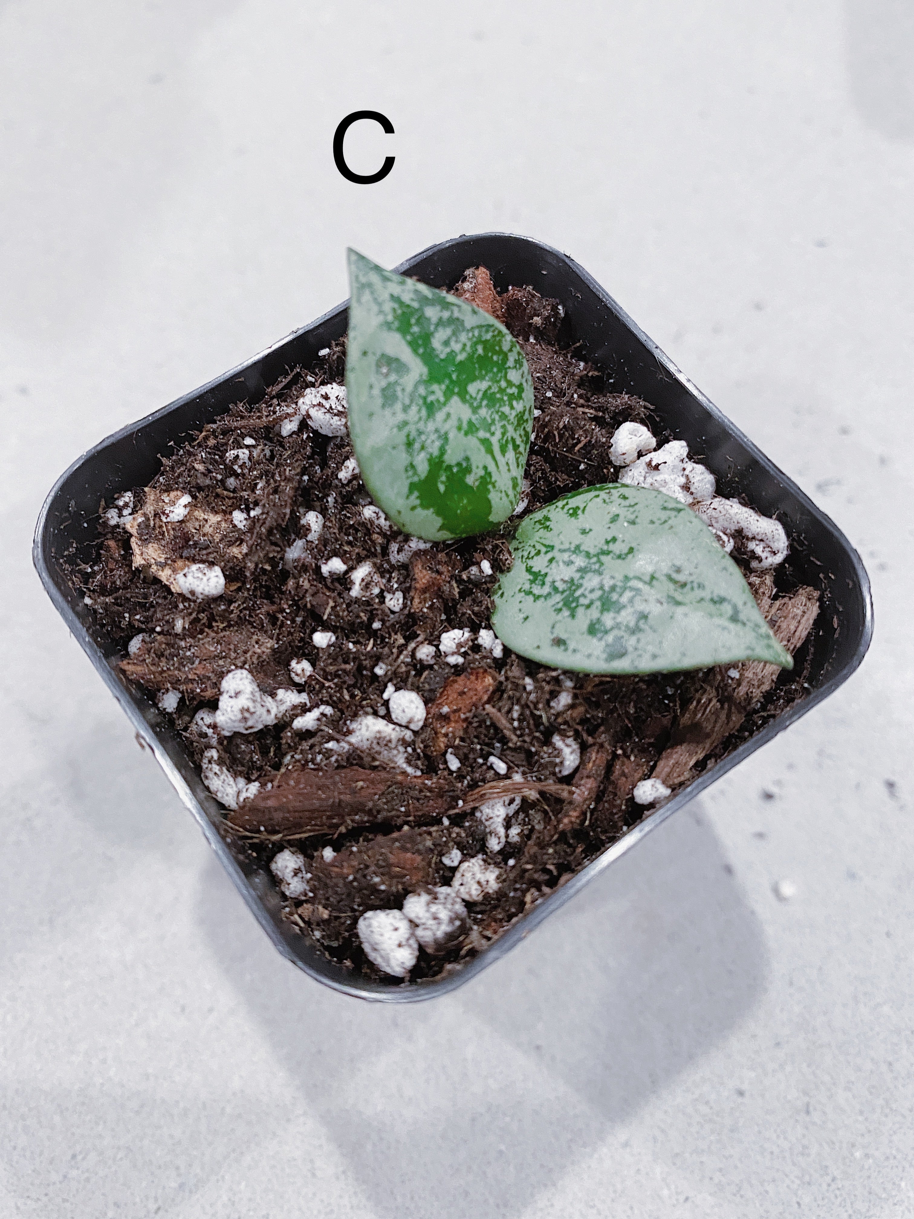 Hoya Super Eskimo (Hoya krohniana)