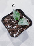 Hoya Super Eskimo (Hoya krohniana)