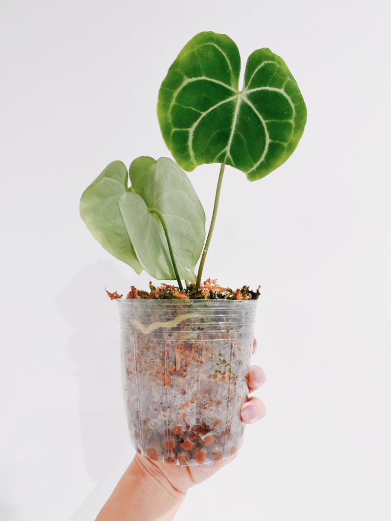 Flexible Nursery Pots