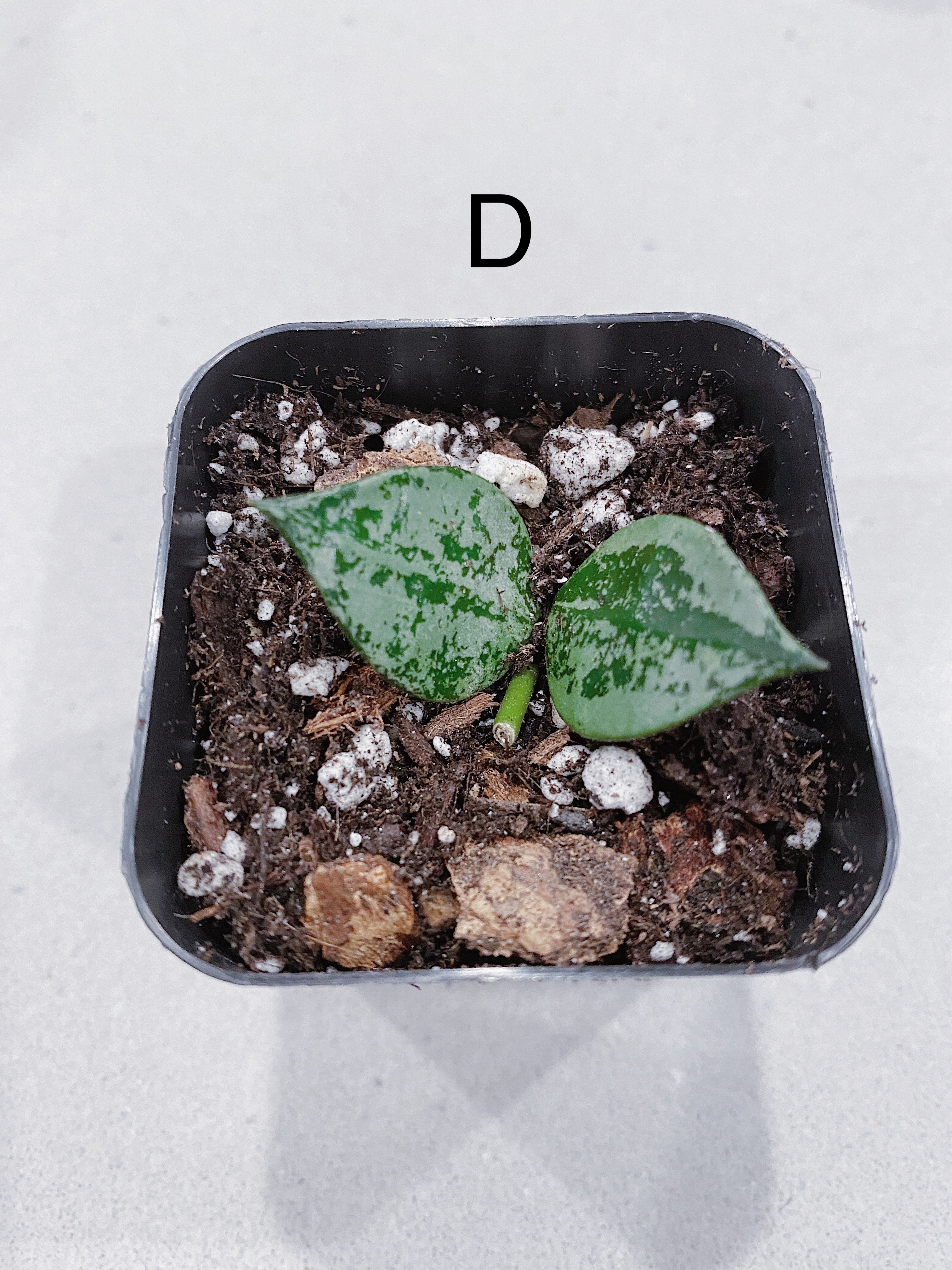 Hoya Super Eskimo (Hoya krohniana)