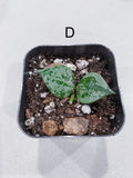 Hoya Super Eskimo (Hoya krohniana)