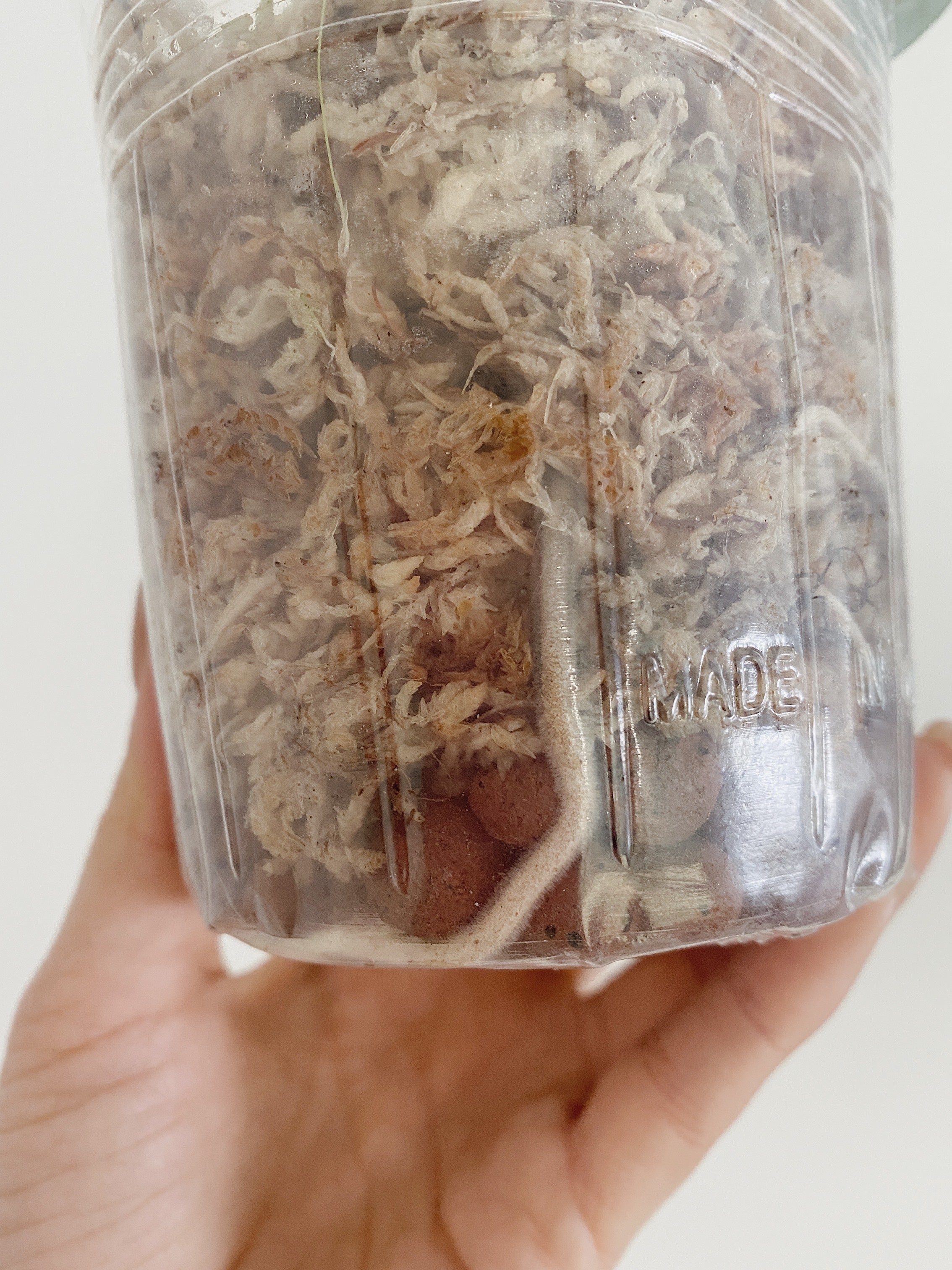 Scindapsus Treubii Dark Form
