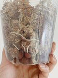 Scindapsus Treubii Dark Form
