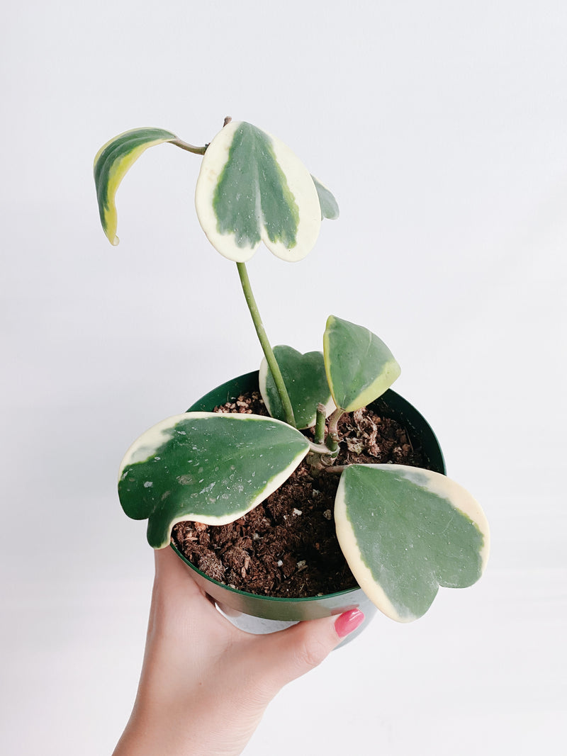Hoya Kerrii Variegated