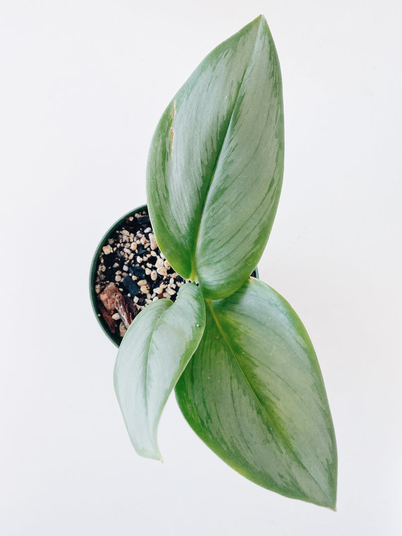 Scindapsus Treubii Moonlight