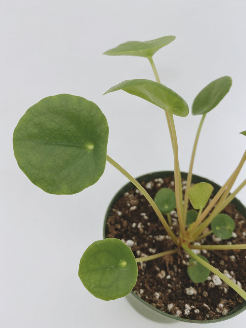 Chinese Money Plant (Pilea peperomioides)