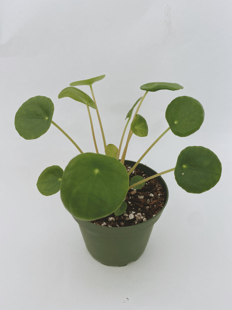 Chinese Money Plant (Pilea peperomioides)
