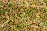 Premium New Zealand Sphagnum Moss 6" Length