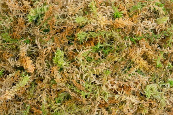 Sphagnum Moss Premier 6 Length (500 grams 40 Liters) – Rooted Hues