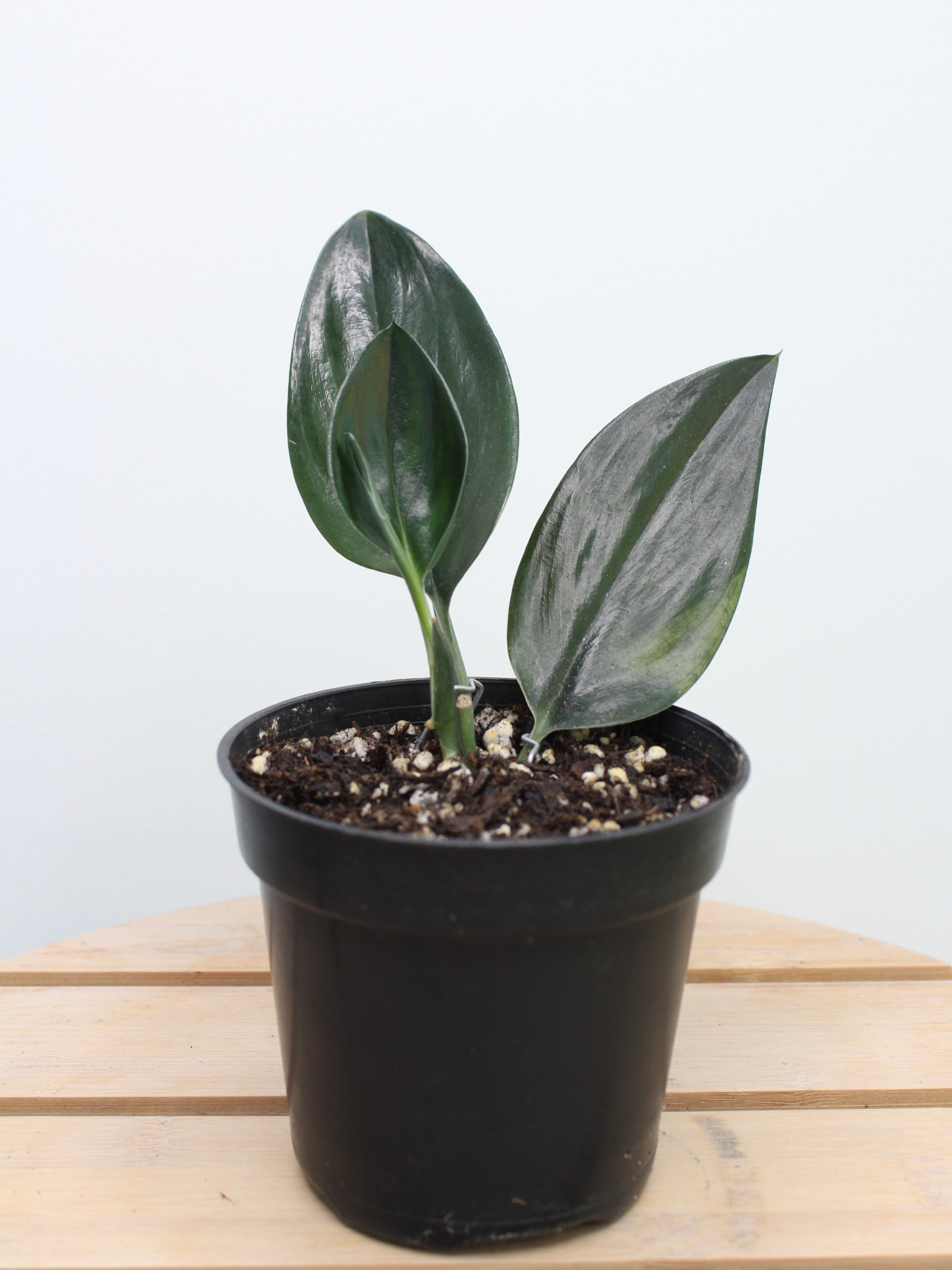 Scindapsus Treubii Dark Form