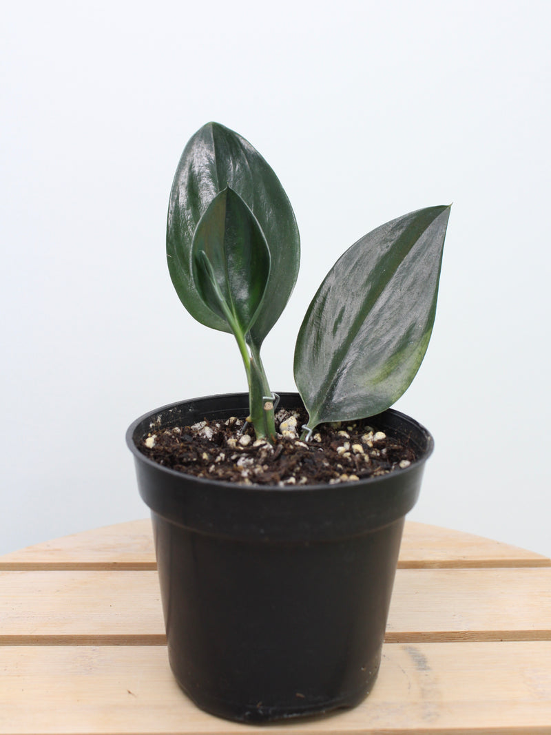 Scindapsus Treubii Dark Form