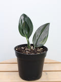 Scindapsus Treubii Dark Form