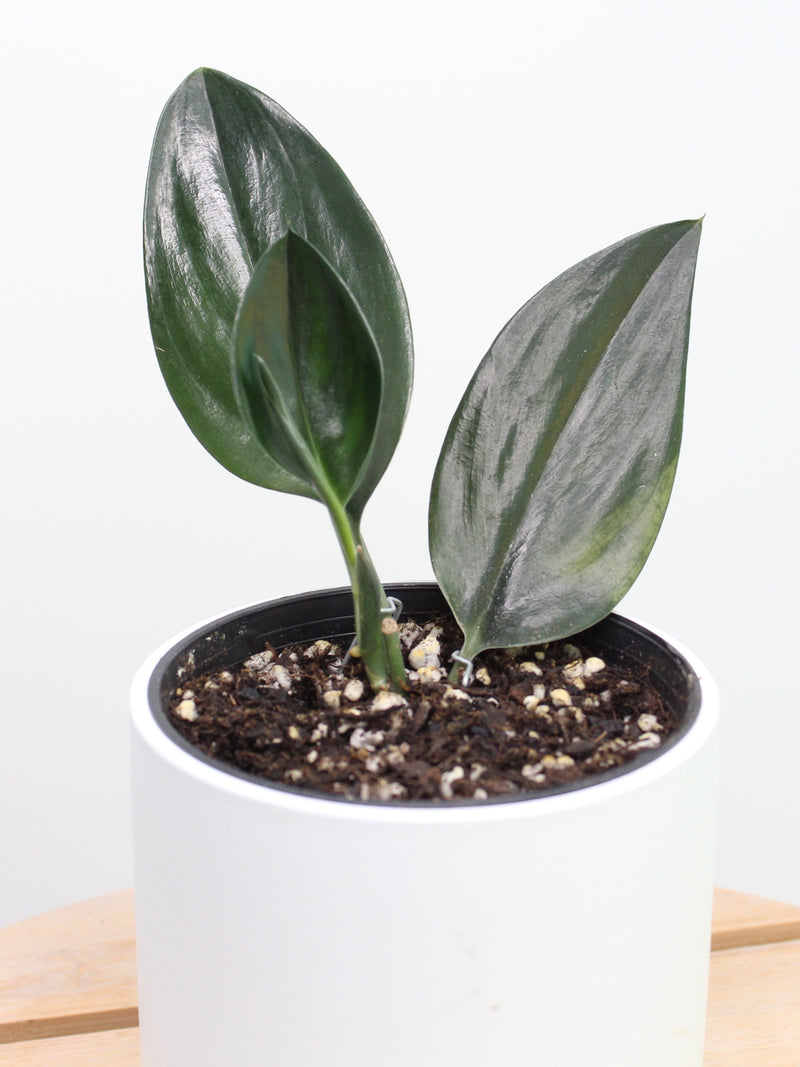 Scindapsus Treubii Dark Form
