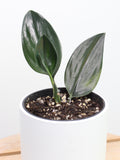 Scindapsus Treubii Dark Form