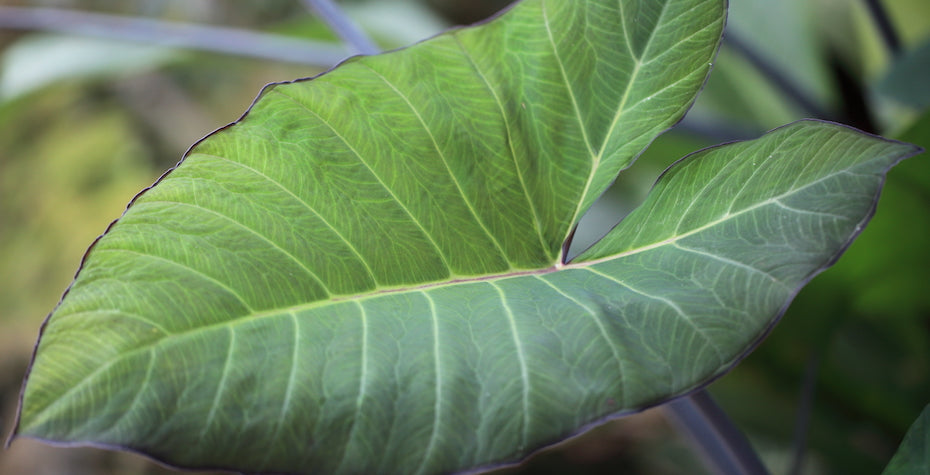 Arrowhead Plant (Syngonium podophyllum) Care Guide - Tips for Optimal Growth